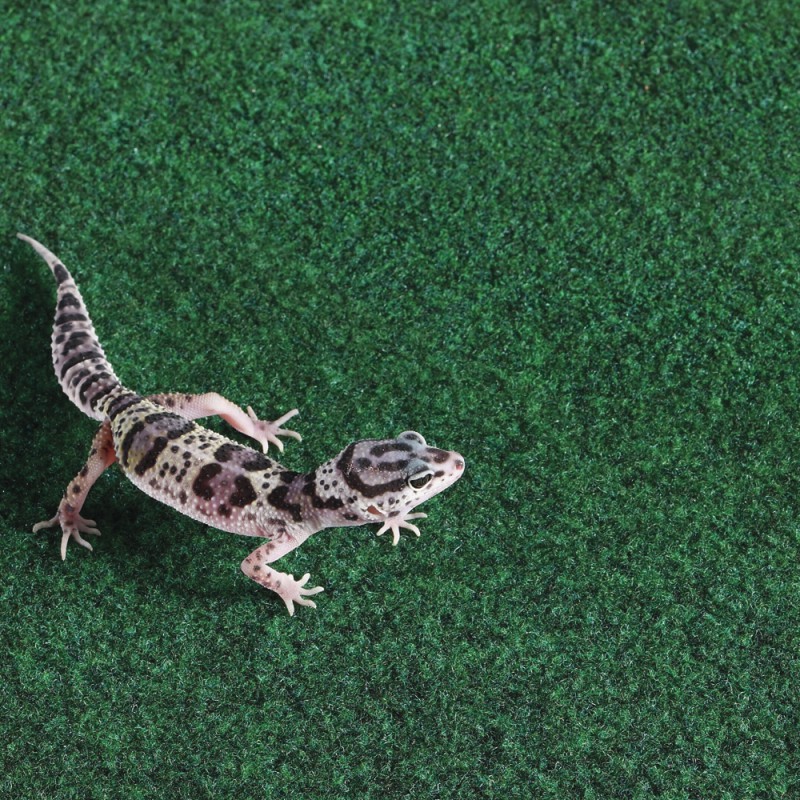 Коврик-субстрат Komodo Reptile Carpet 60x50см для тераріуму, рептилій і амфібій (83028)
