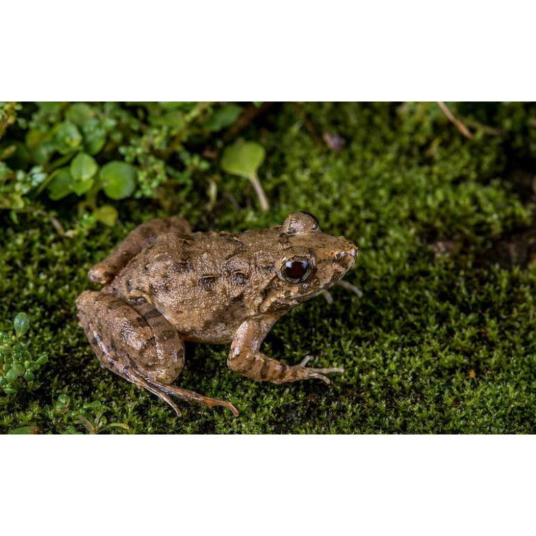 Живий мох Komodo Habitat Moss 100г 4.5л (83030)