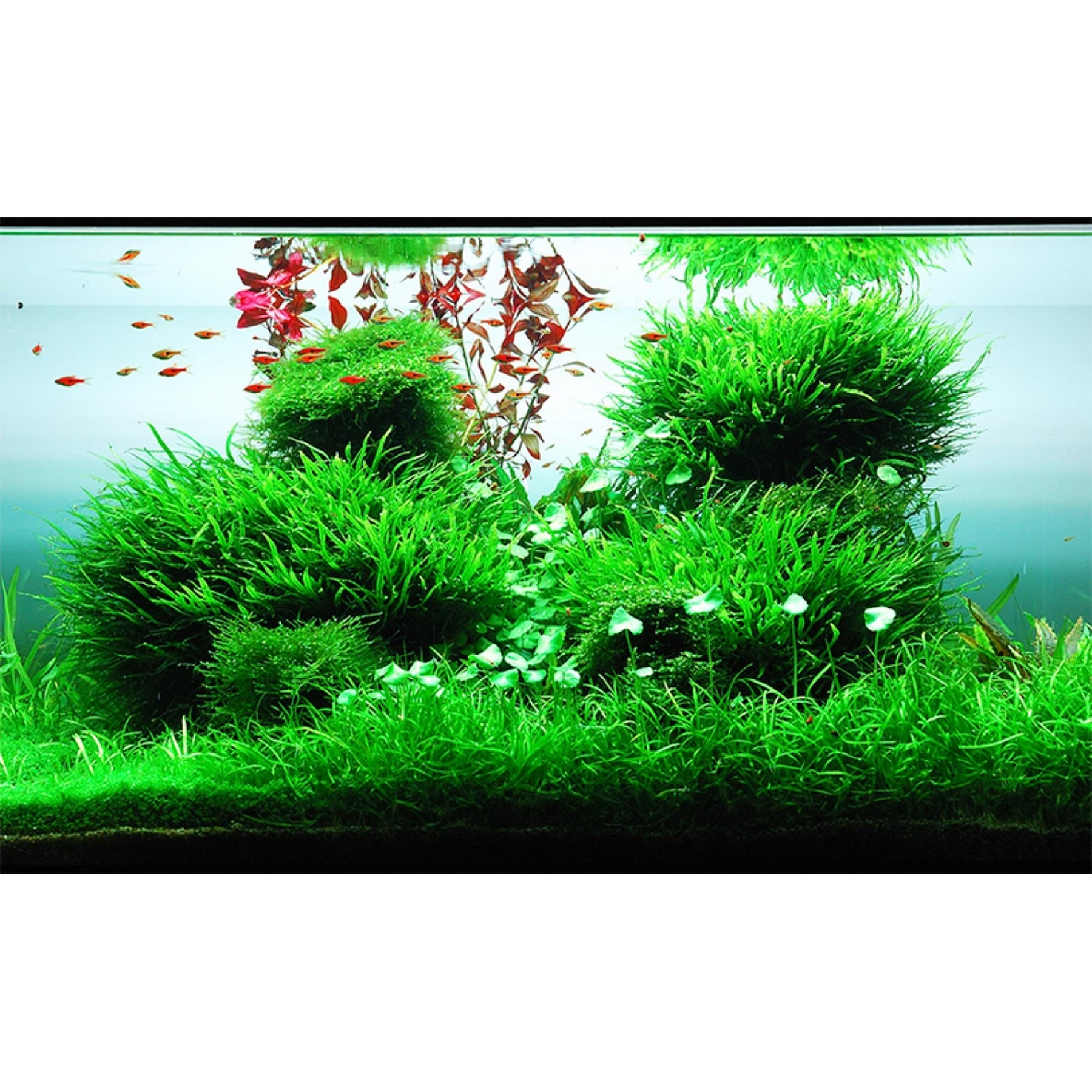 Добриво для акваскейпінгу з високим вмістом NPK та мікроелементів Easy-Life GreenScape 100мл (GS0100)