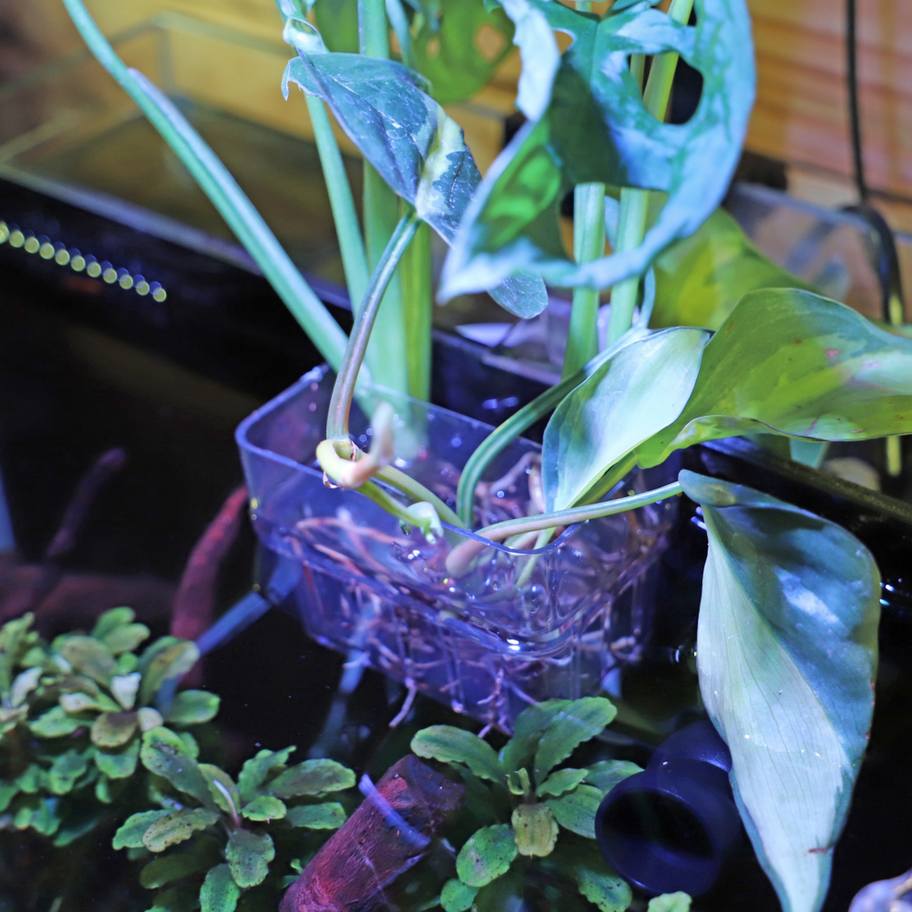 Контейнер для вирощування рослин в акваріумі Hobby Plant basket 8×9×8см (61330)