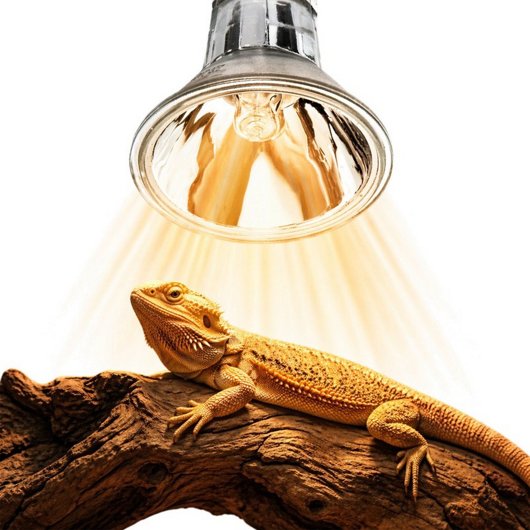 Галогенна лампа UVA Terrario Nadara Pro 25W E27 для тераріуму