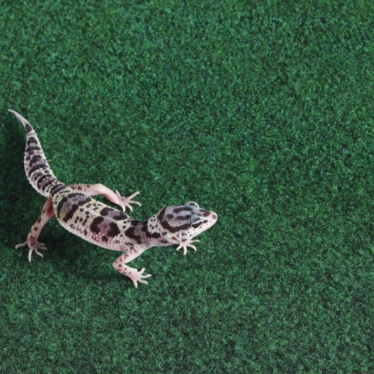 Коврик-субстрат Komodo Reptile Carpet 60x50см для тераріуму, рептилій і амфібій (83028)