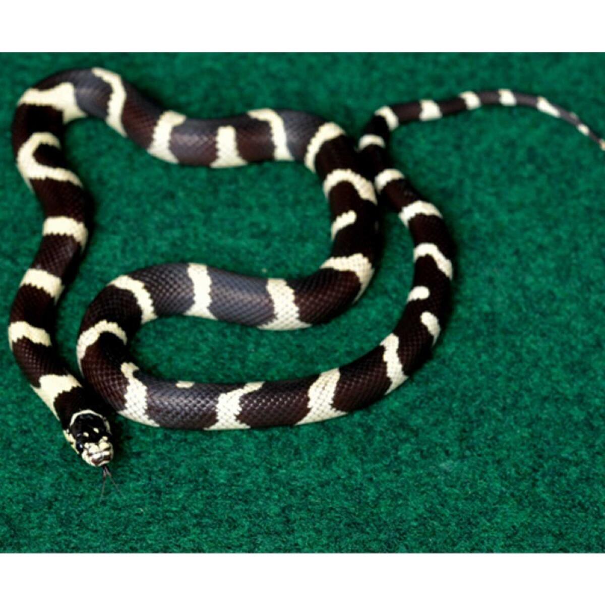 Коврик-субстрат Komodo Reptile Carpet 60x50см для тераріуму, рептилій і амфібій (83028)