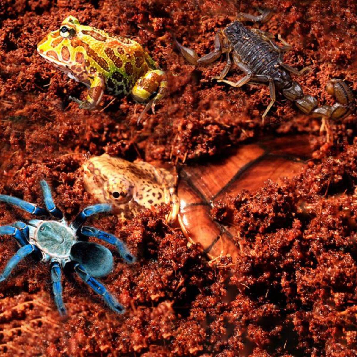 Тропічний субстрат Komodo Tropical Terrain 6 л (U46015) для терраріумів із високою вологістю
