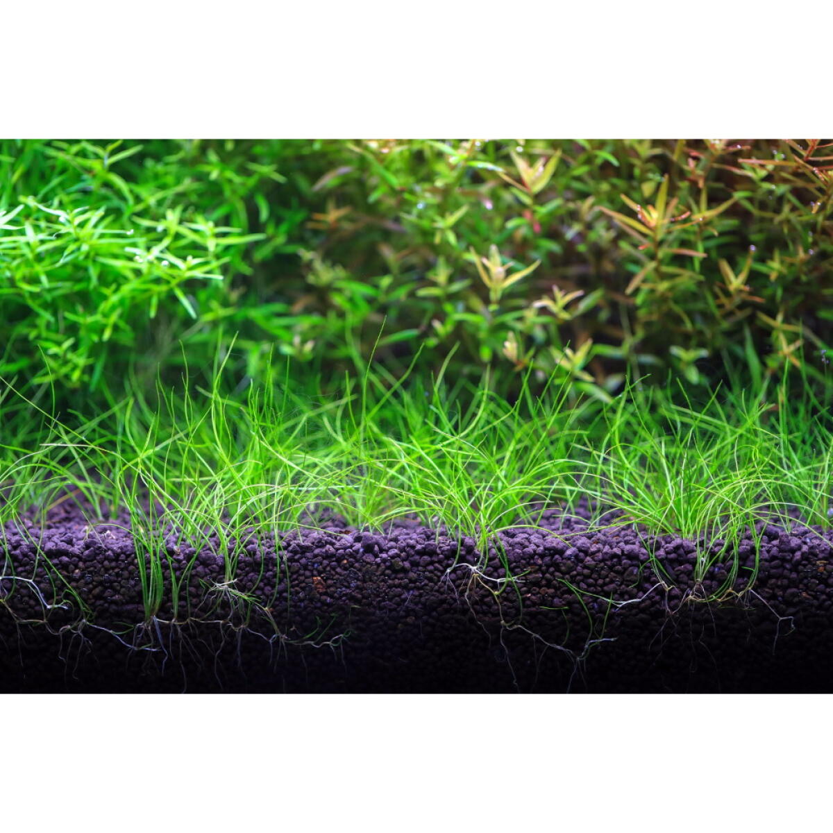 Грунт для акваріума Aquario Neo Soil Plant 3л (neo-soil-plant-3)