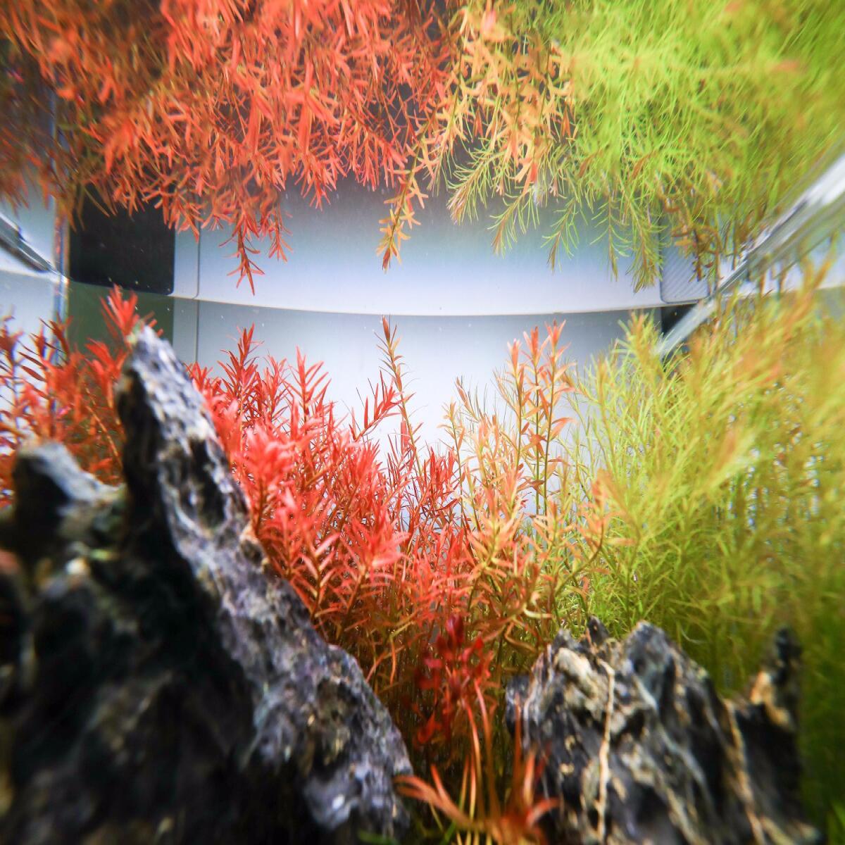 Калій в таблетках Aquario Neo Tabs Plant K