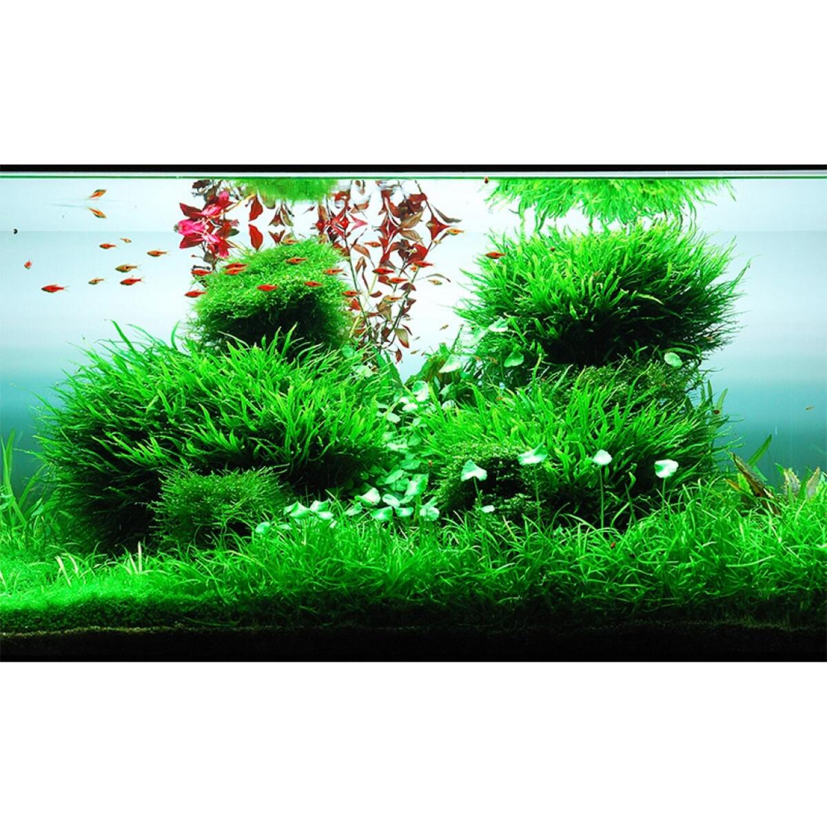 Добриво для акваскейпінгу з високим вмістом NPK та мікроелементів Easy-Life GreenScape 500мл (GS0500)