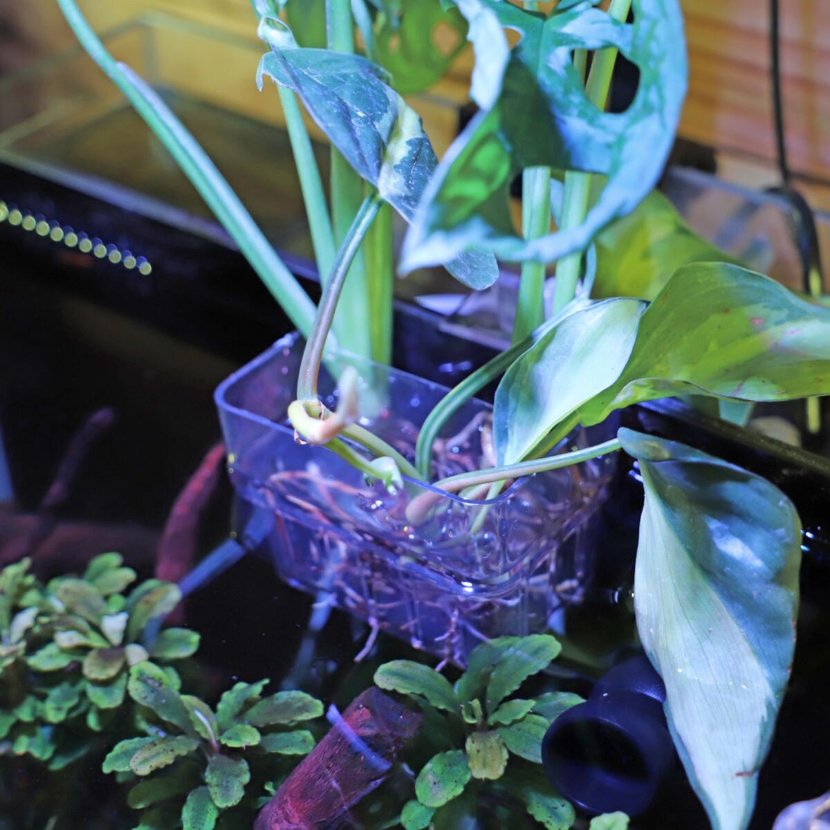 Контейнер для вирощування рослин в акваріумі Hobby Plant basket 8×9×8см (61330)