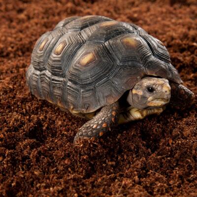 Підкладка з кокосового волокна Repti-Zoo Coconut fiber Substrate 8л (SB650)