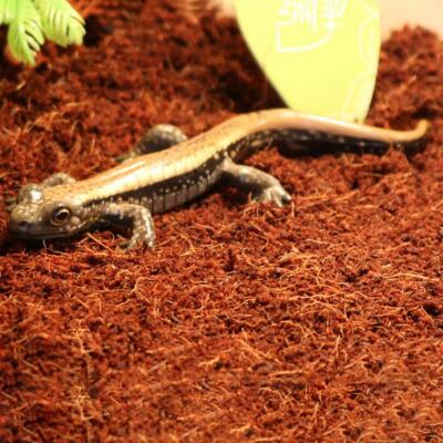 Тропический субстрат Komodo Tropical Terrain 6 л (U46015) для террариумов с высокой влажностью