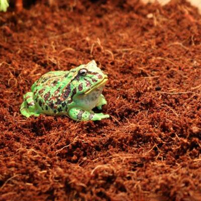 Тропический субстрат Komodo Tropical Terrain 6 л (U46015) для террариумов с высокой влажностью