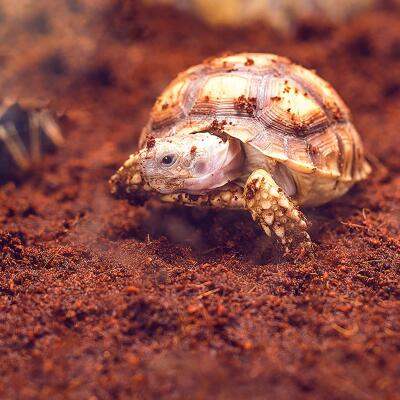 Тропический субстрат Komodo Tropical Terrain 6 л (U46015) для террариумов с высокой влажностью