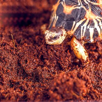 Тропический субстрат Komodo Tropical Terrain 6 л (U46015) для террариумов с высокой влажностью