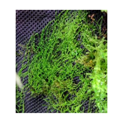 Тропічна бавовна Repti-Zoo Plant Cotton XL 59×44 см (YZM001) для моху і рослин у тераріум