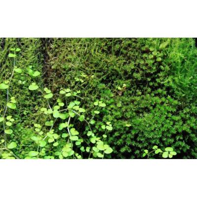 Тропічна бавовна Repti-Zoo Plant Cotton XL 59×44 см (YZM001) для моху і рослин у тераріум