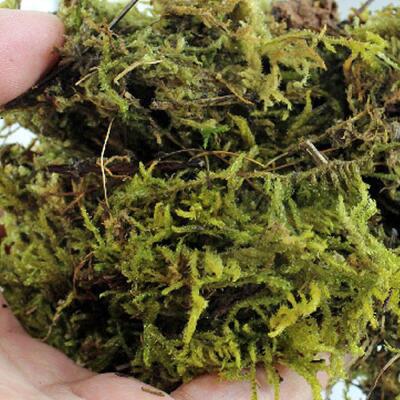 Сфагновий мох Repti-Zoo Sphagnum Moss 100 г (4,5 л) з Чилі для тераріумів і рослин