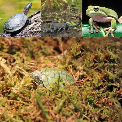 Сфагновий мох Repti-Zoo Sphagnum Moss 100 г (4,5 л) з Чилі для тераріумів і рослин