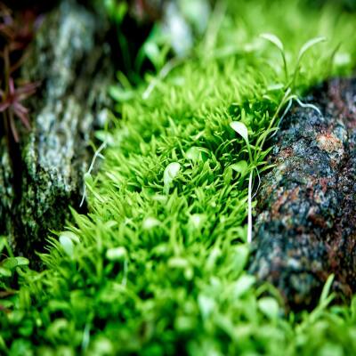 Железо в таблетках Aquario Neo Tabs Plant Fe