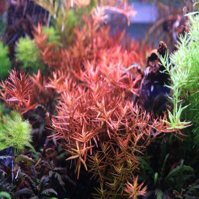 Железо в таблетках Aquario Neo Tabs Plant Fe