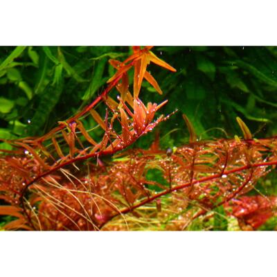 Добриво для акваскейпінгу з низьким вмістом NPK та мікроелементів Easy-Life RedScape 250мл (RS0250)