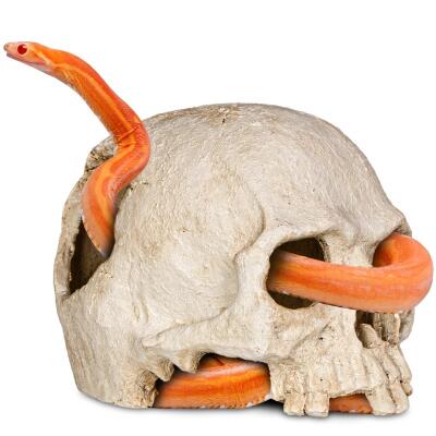 Декорація череп людини Terrario Human Skull 14x11x11см (151211)