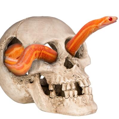 Декорація череп людини Terrario Human Skull XL 15x10x9см (161012)