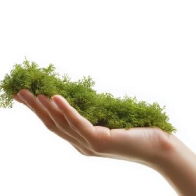 Натуральный мох торфяной Terrario ForestHeart Sphagnum Moss 100г для террариумов и орхидей