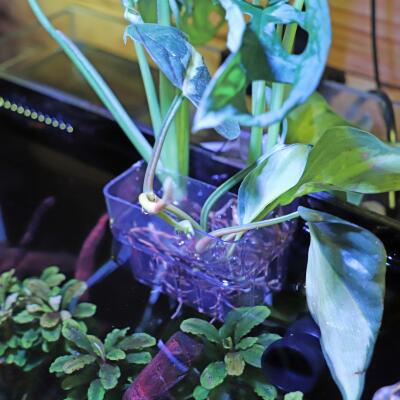 Контейнер для выращивания растений в аквариуме Hobby Plant basket 8×9×8см (61330)